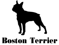 Kuvaus: C:\Users\Satu-Ilona\Documents\Ilowilla 2011\profiilipaidat\koirat_ac\bostoninterrier.jpg