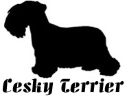 Kuvaus: C:\Users\Satu-Ilona\Documents\Ilowilla 2011\profiilipaidat\koirat_ac\ceskyterrier.jpg