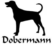 Kuvaus: C:\Users\Satu-Ilona\Documents\Ilowilla 2011\profiilipaidat\koirat_df\dobermann ph2.jpg